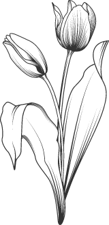 Tulip Pair 02